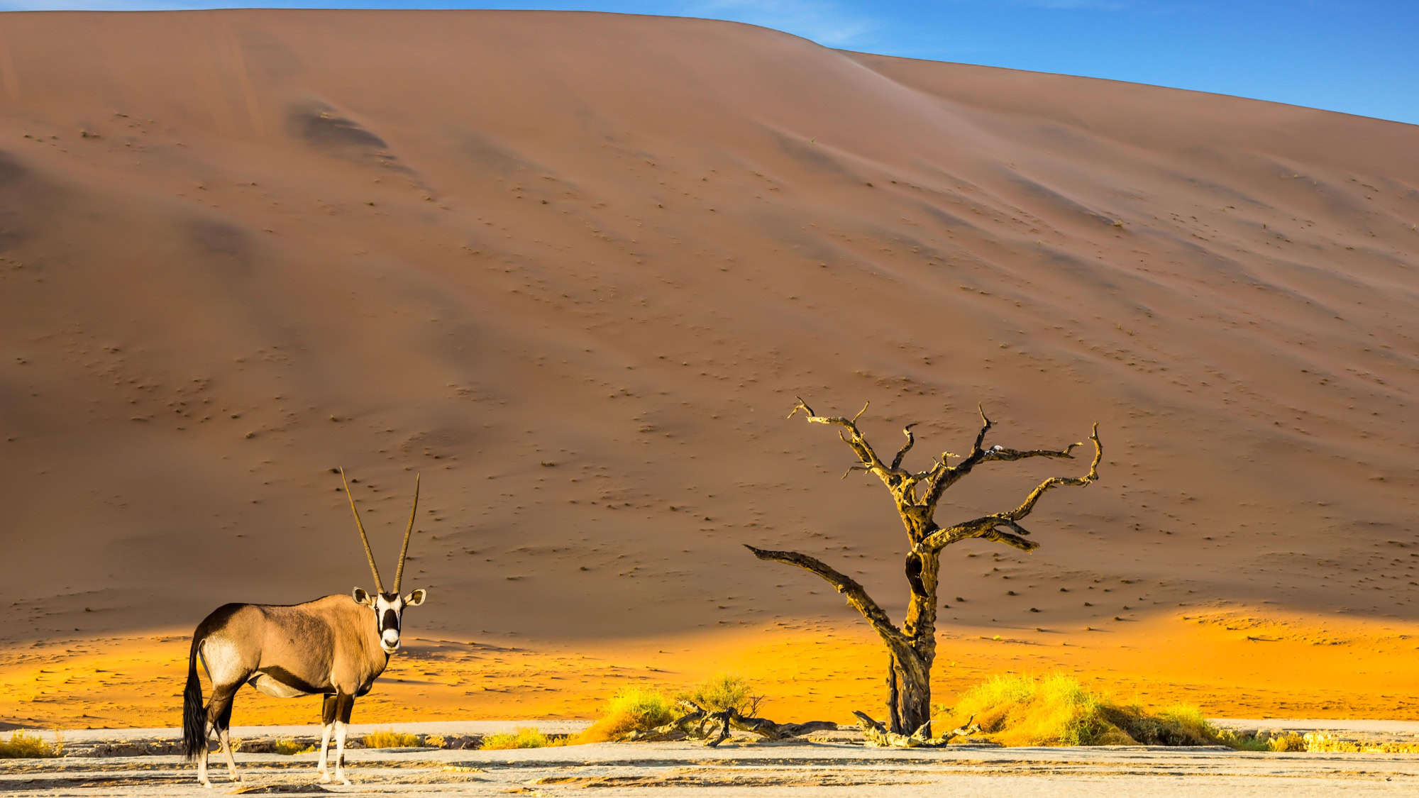 An oryx stands next to a barren tree with the massive sand dunes of the Namib Desert rising in the background, highlighting the stark and arid environment.