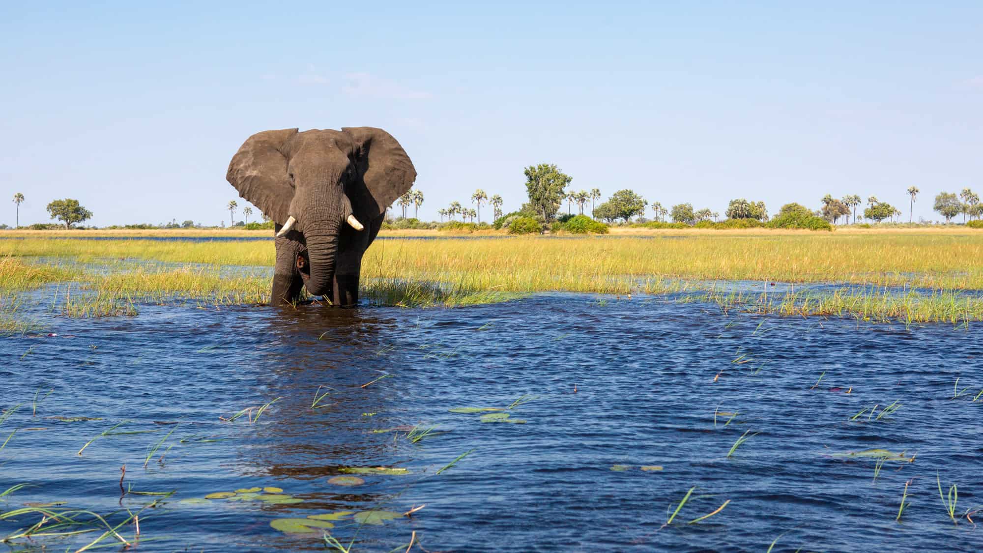 An elephant stands partially submerged in water, surrounded by lush greenery in the Okavango Delta.
