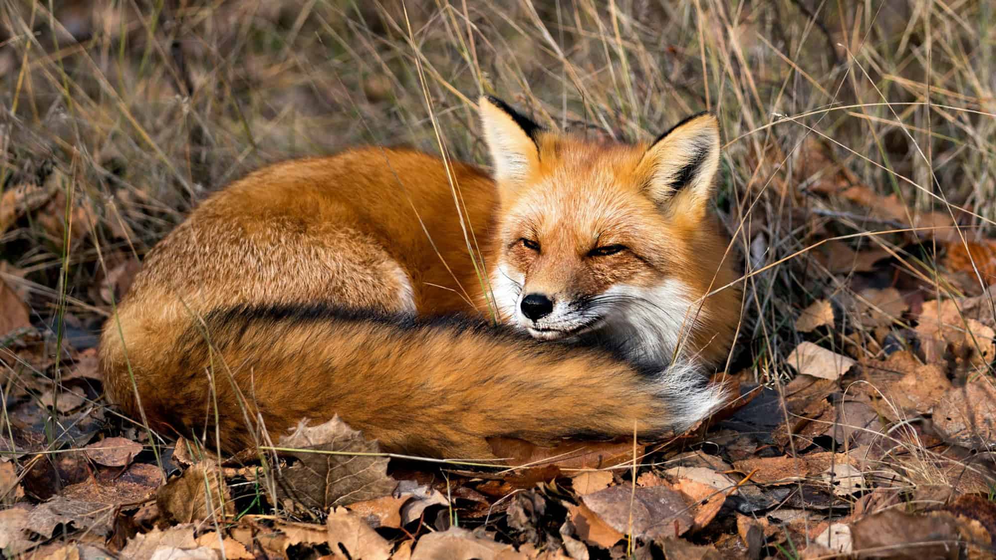 A red fox lies curled up in dry leaves and grass, with its tail wrapped around its body, eyes half-closed as it basks in the sunlight.