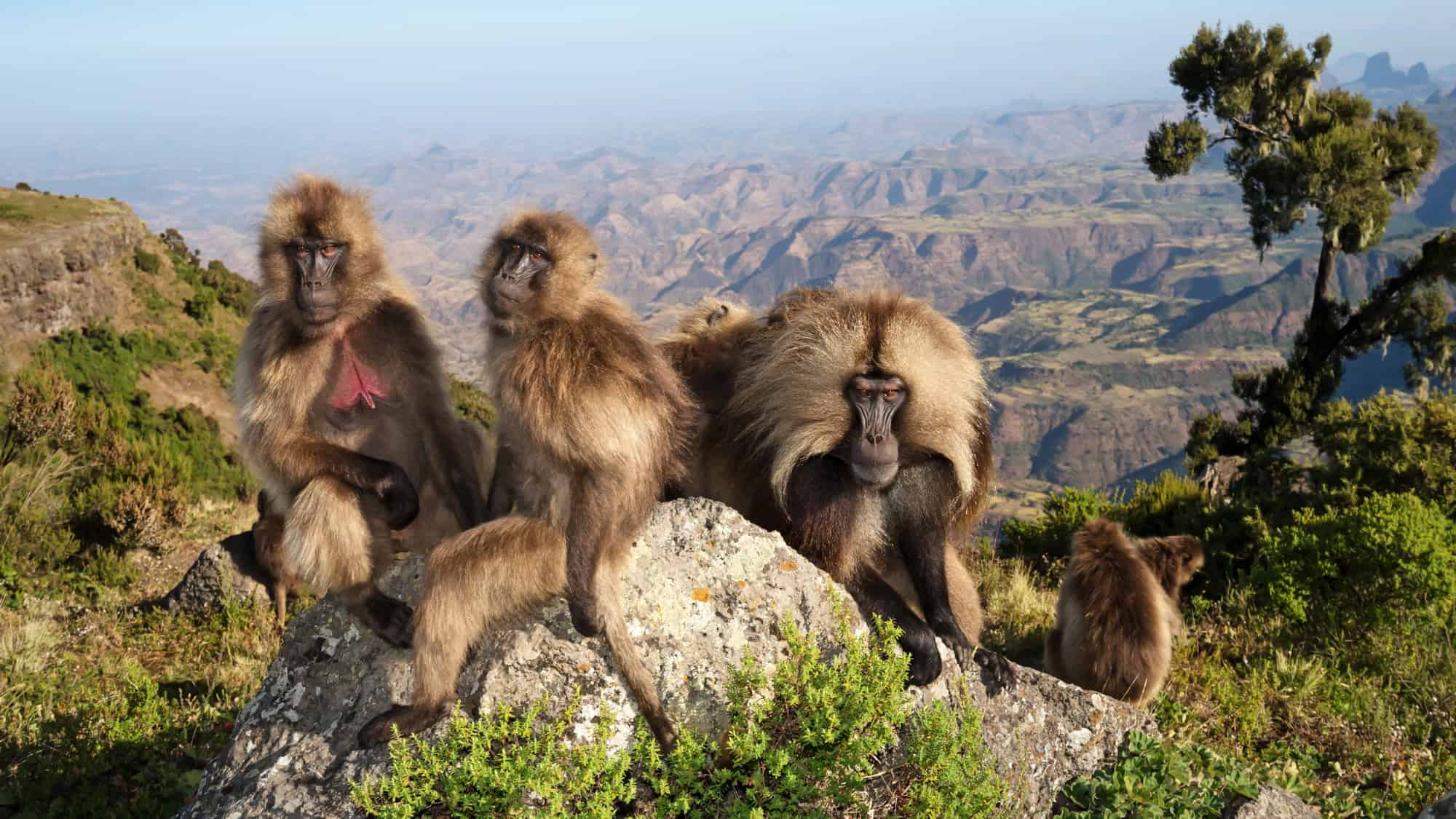 A group of Gelada baboons sitting on a rocky outcrop with a vast, rugged mountain landscape in the background, typical of the Simien Mountains National Park.