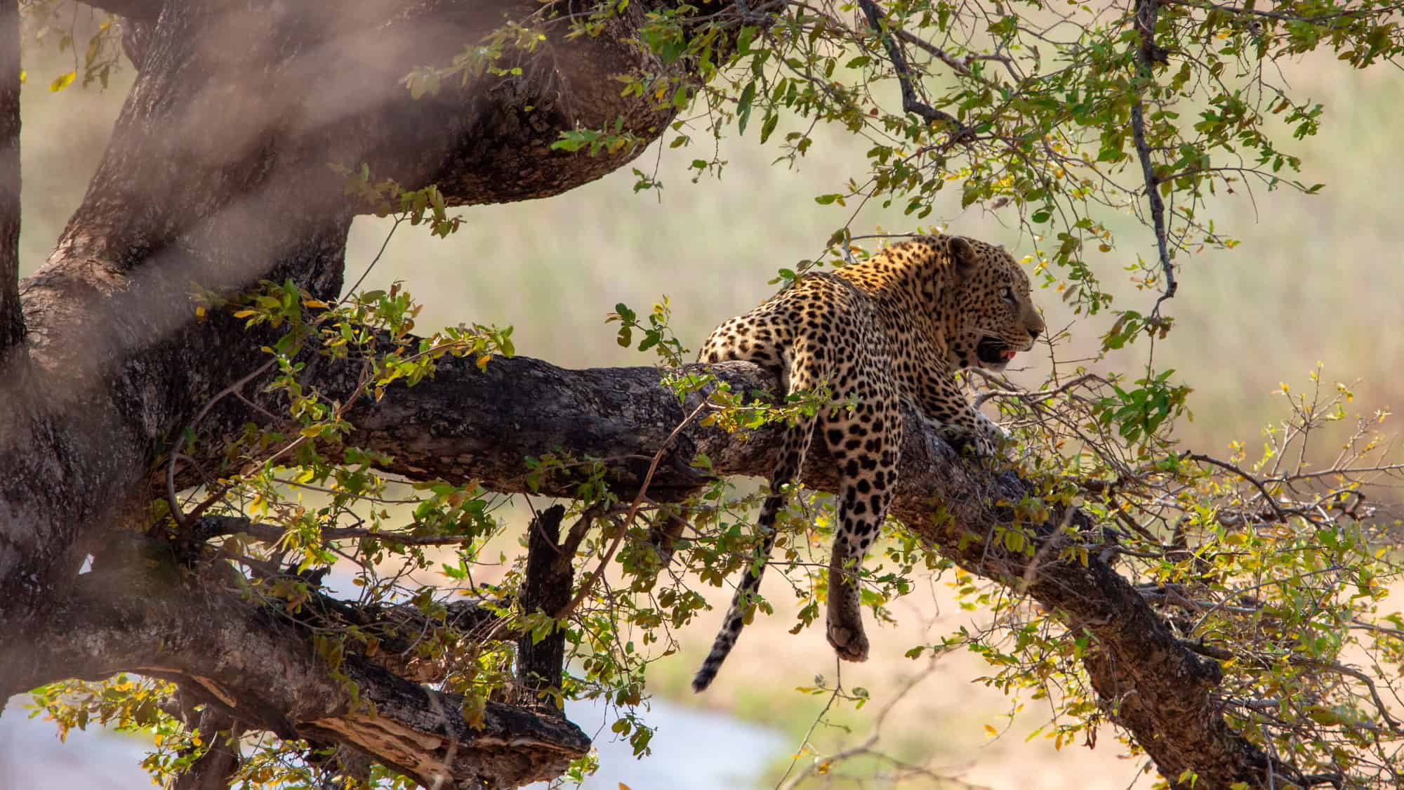 A leopard lies lazily on a large tree branch, its spotted fur blending with the dappled sunlight in South Luangwa National Park.