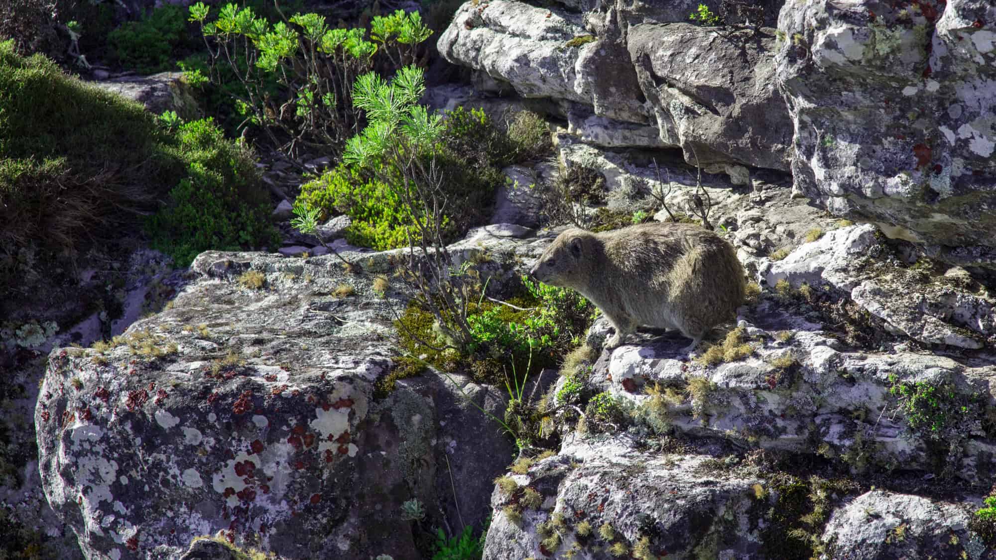 A rock hyrax, also known as a dassie, perched on a rocky ledge surrounded by sparse vegetation, typical of the terrain in Table Mountain National Park.
