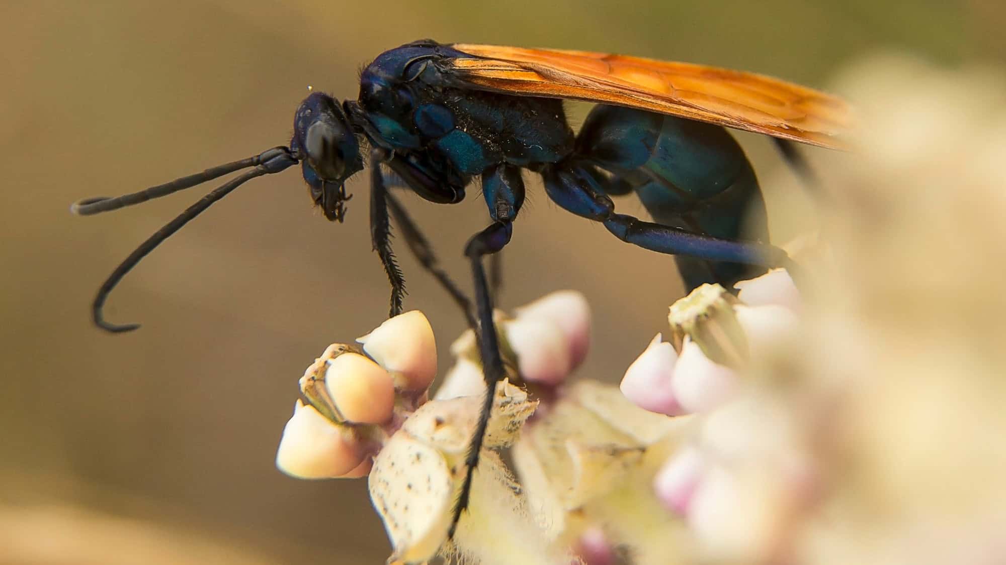 A vibrant black and orange tarantula hawk wasp perched on a pale flower. The wasp has a dark metallic blue body and long orange wings as it sips nectar from the flower.