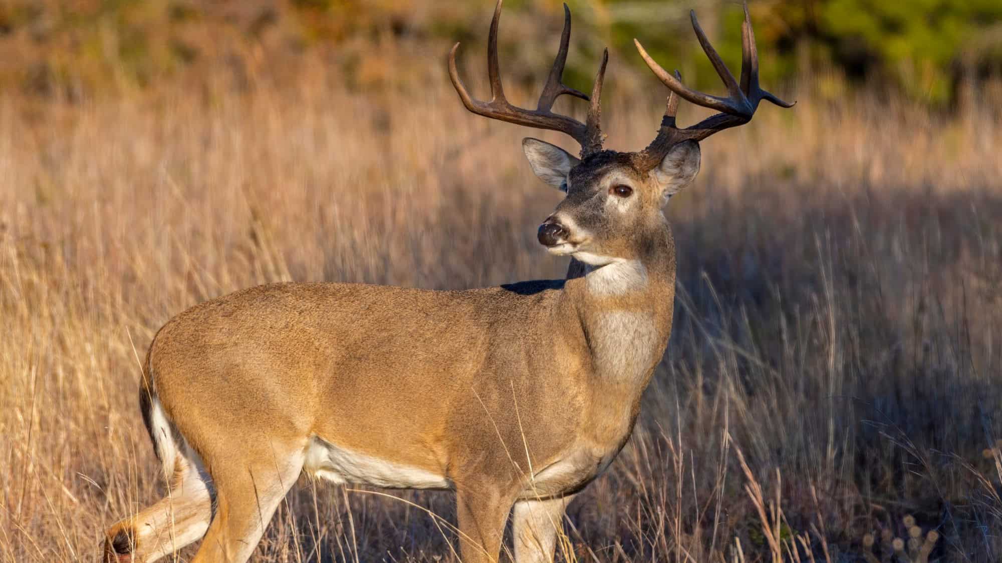A white-tailed deer with a full set of antlers stands alert in a field of tall, dry grass, bathed in warm sunlight.