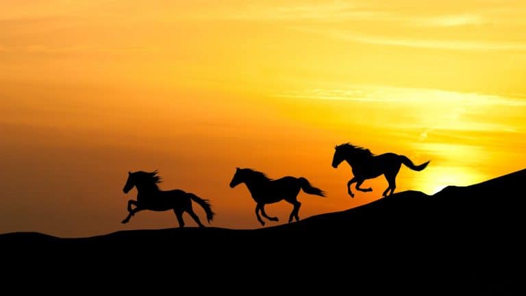 Three wild horses gallop along a slope with a sunset backdrop creating silhouettes.