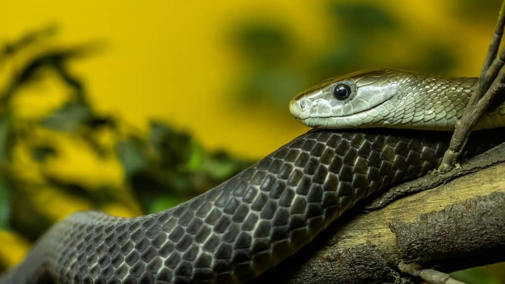 15 Wild Animals with MindBoggling Intelligence You Can't Ignore