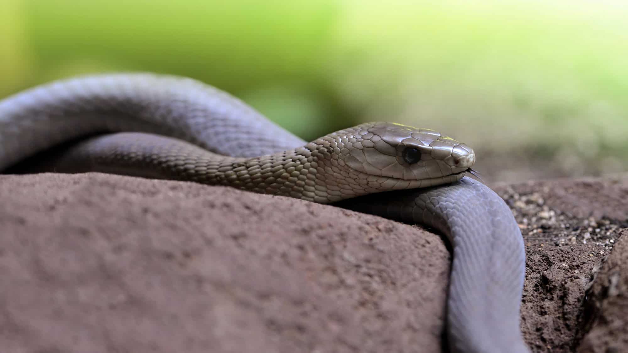 dare-to-meet-the-15-most-venomous-animals-on-earth