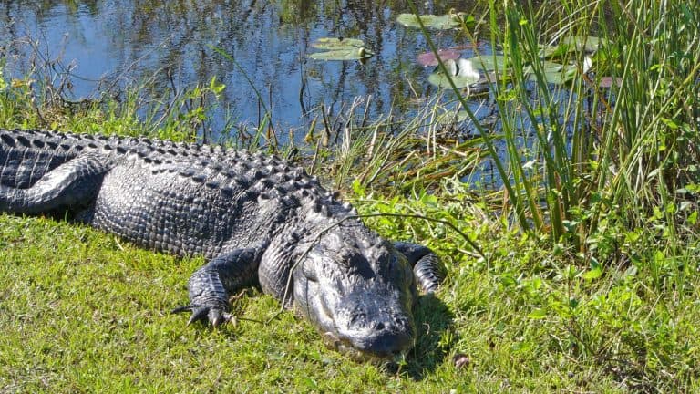 An alligator sits on the grassy bank near the water in Everglades National Park
