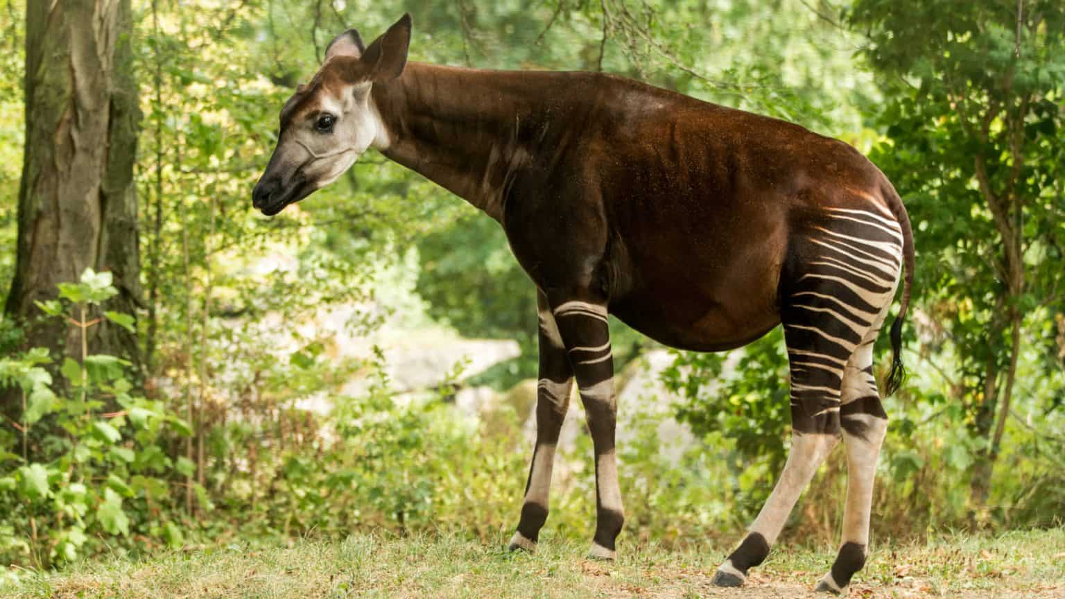 18 Elusive Creatures You’ll Need to Be Lucky to See In The Wild