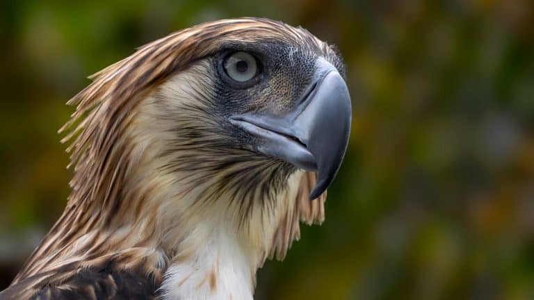 18 Elusive Creatures You’ll Need to Be Lucky to See In The Wild