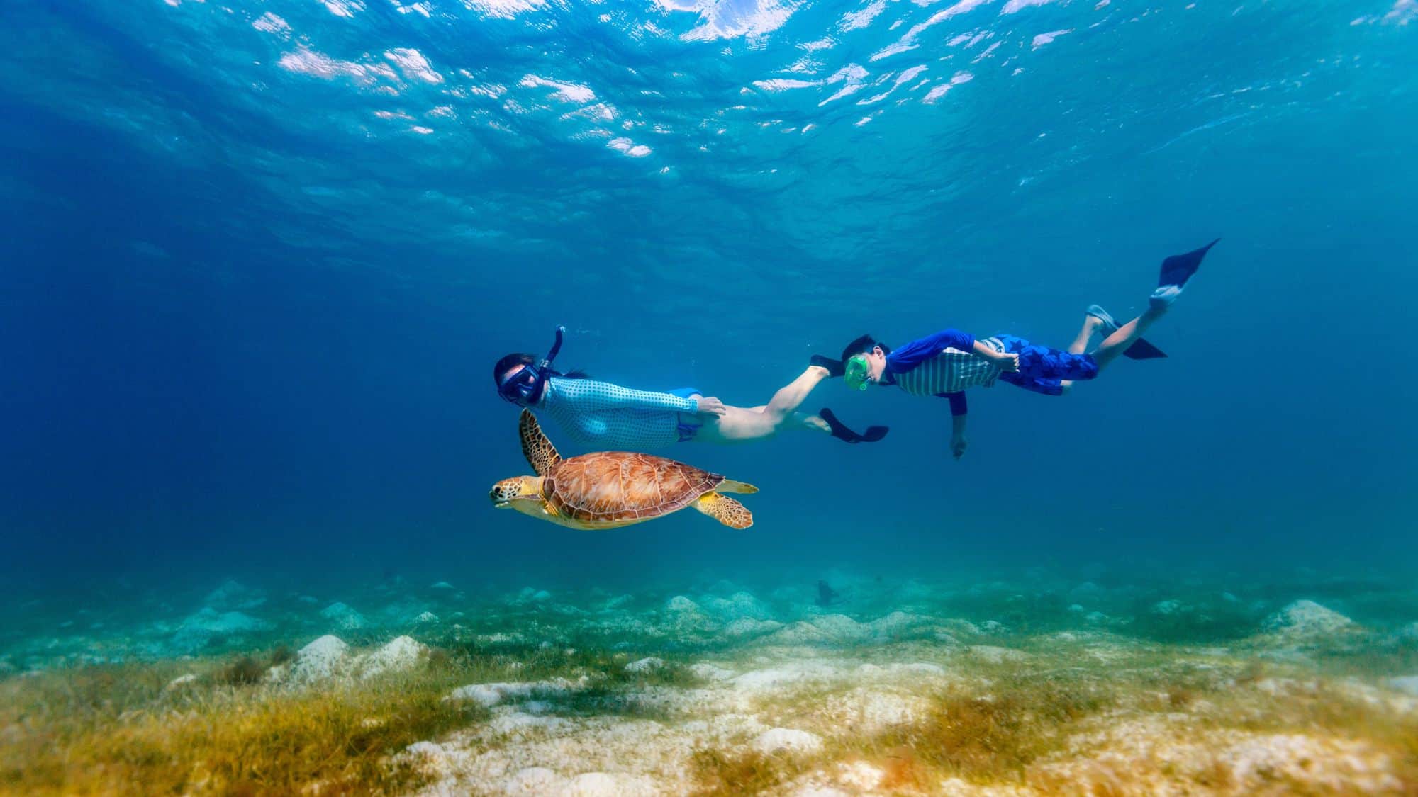 A male and female with snorkel masks swim under the water next to a sea turtle near the sandy bottom in crystal clear water.