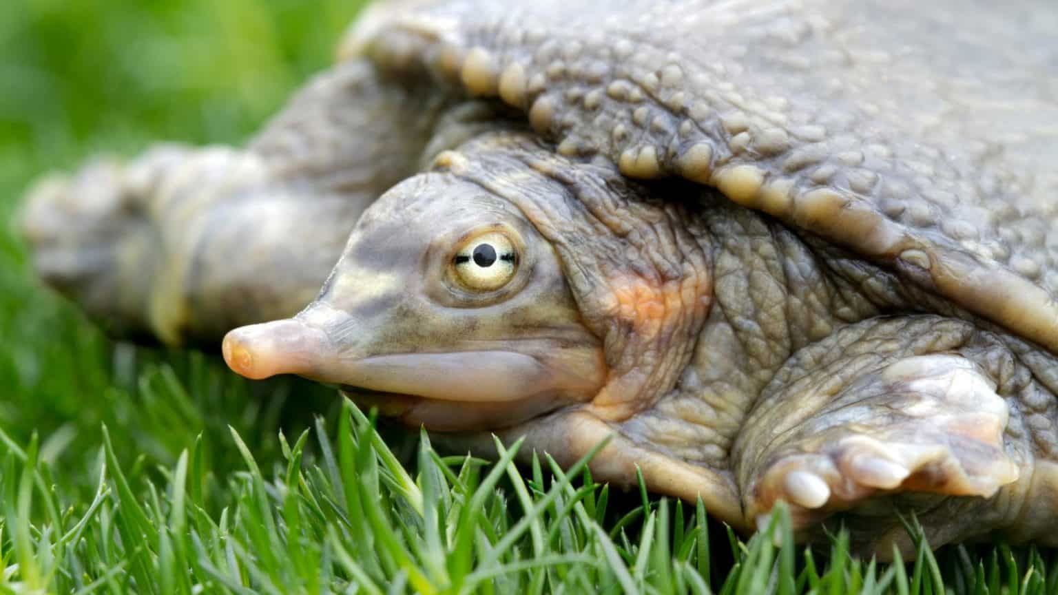 18 Elusive Creatures You’ll Need to Be Lucky to See In The Wild