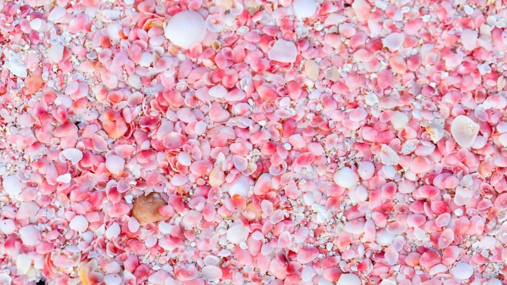 11 Pink Sand Beaches You’ll Be Mad You Didn’t Discover Sooner