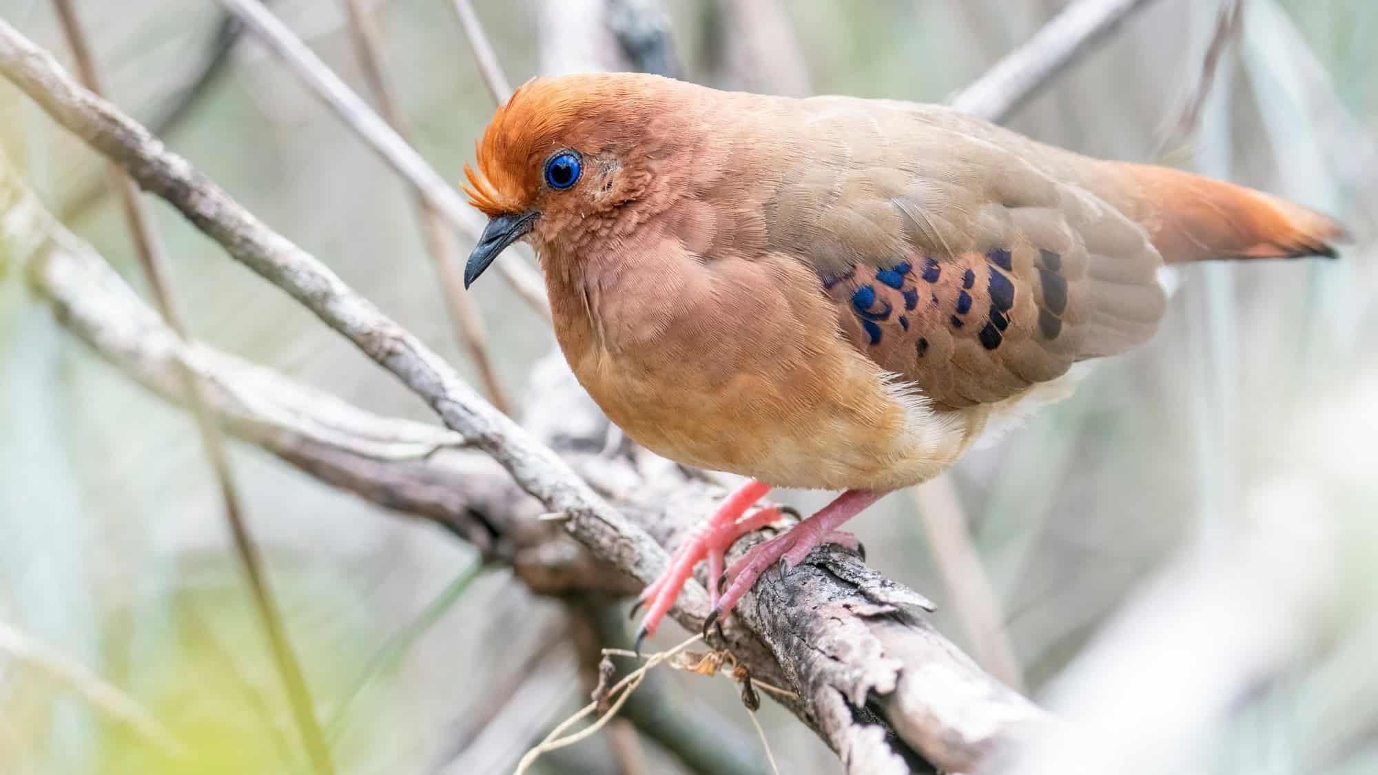 A critically endangered Blue-eyed Ground Dove sits quietly on a thin branch, its cinnamon plumage and striking sapphire-blue eyes vividly standing out.