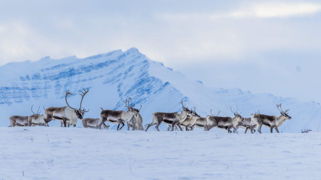 A group of caribou with antlers trekking across a snowy landscape, set against a backdrop of rugged, snow-covered mountain ridges under an overcast sky.