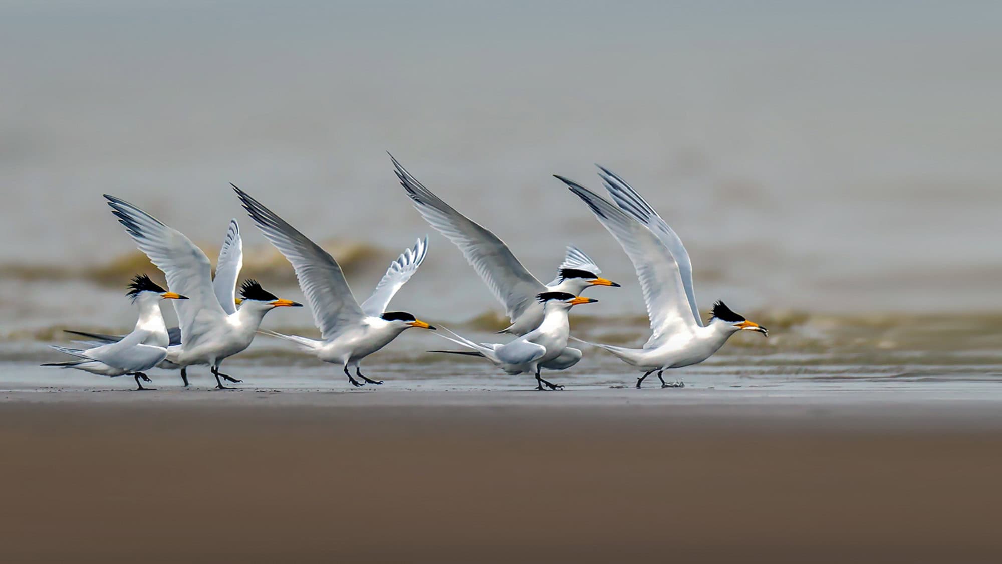 A dynamic group of Chinese crested terns with distinctive black crests and orange beaks take off from a shoreline, captured mid-motion in a soft, misty setting.