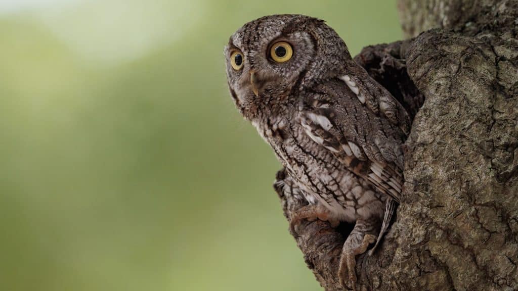 An eastern screech owl pops out of knot hole in a tree in front of a green blurred background.