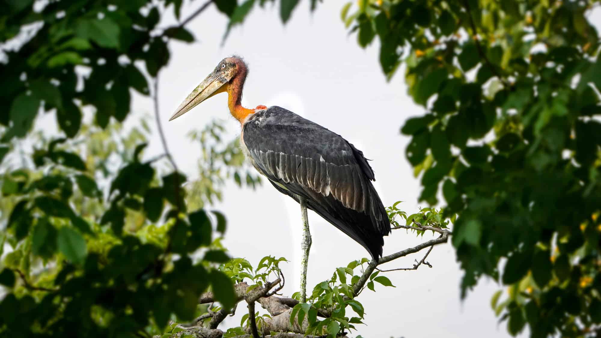 A solitary Greater Adjutant stork balances high on a branch, framed by green leaves, its bare orange neck and large bill unmistakable and slightly scruffy.