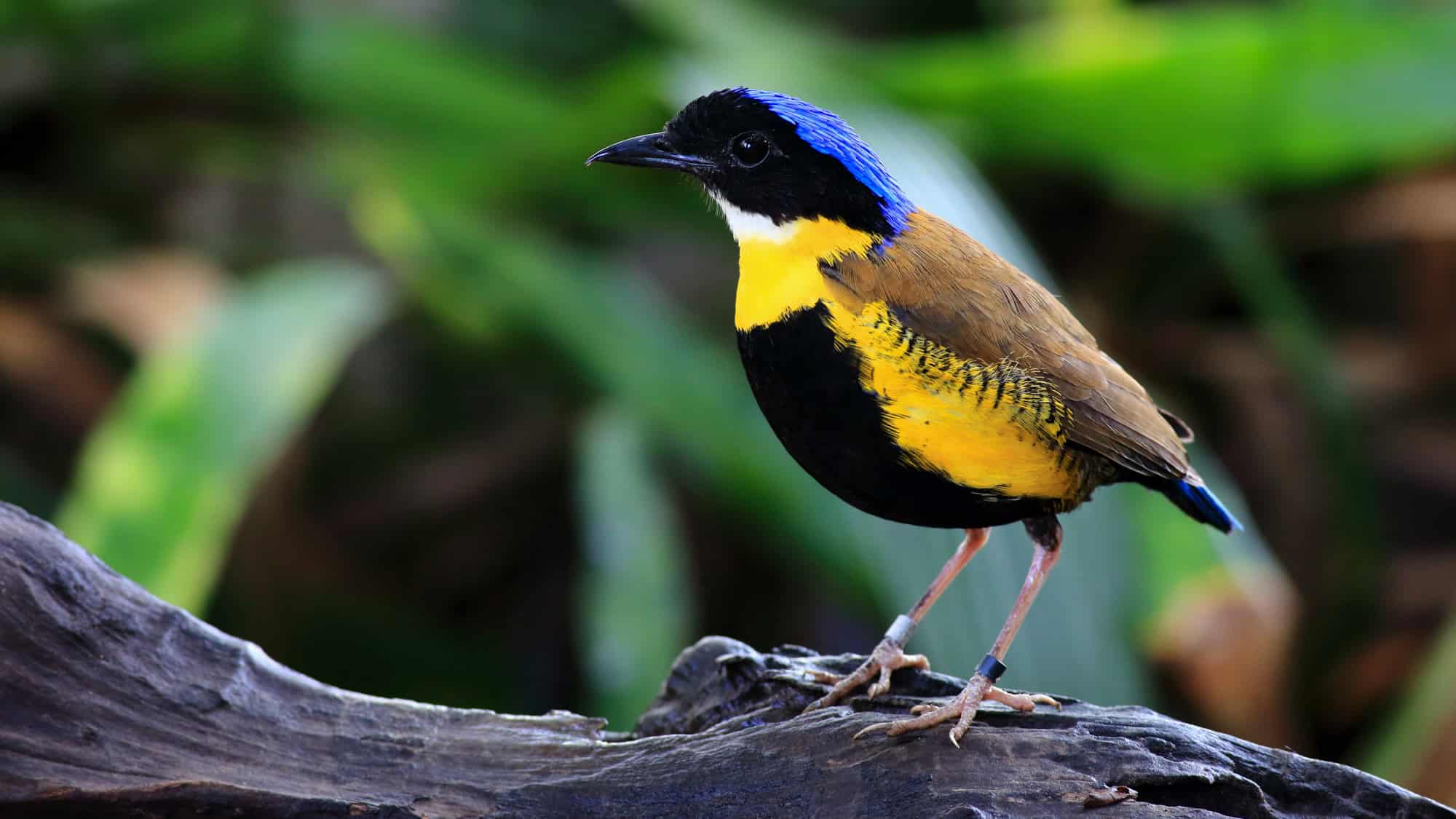 A rare Gurney’s Pitta stands alert on a fallen tree, its vivid yellow, black, and electric blue plumage contrasting beautifully with the jungle backdrop.
