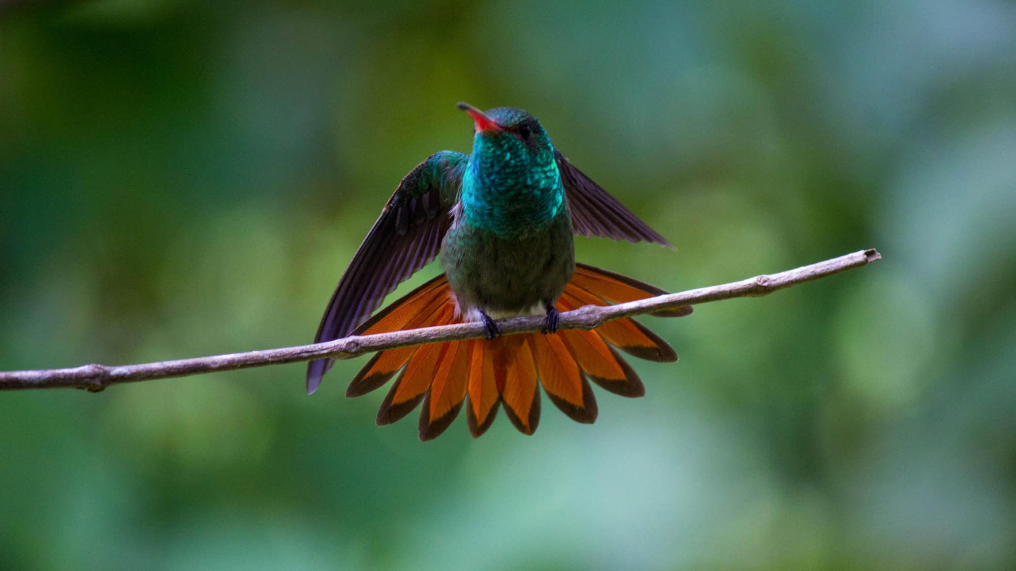 A vibrant Honduran Emerald hummingbird fans out its brilliant orange tail feathers while perched on a slender twig, shimmering with emerald and turquoise hues.