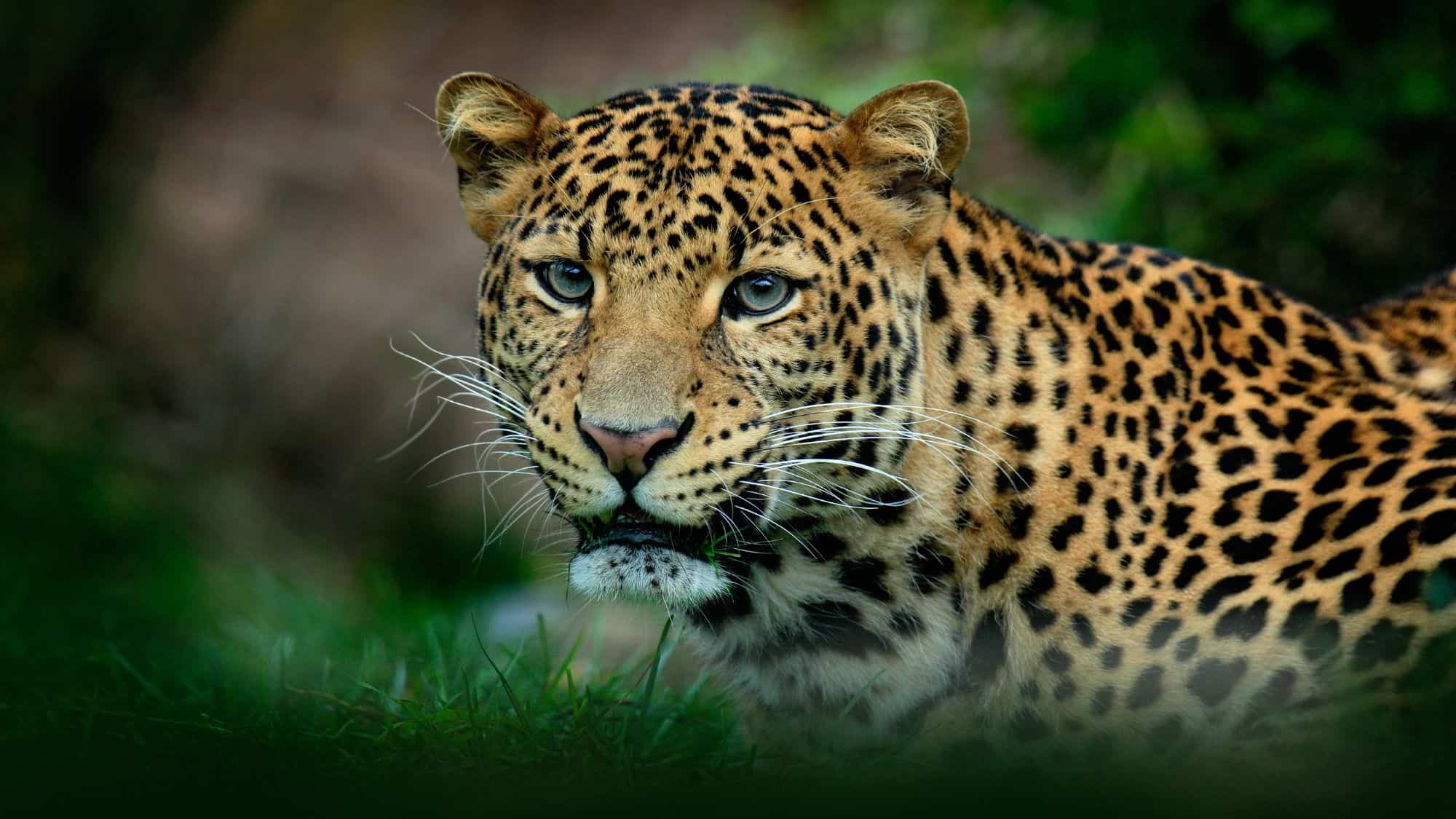 18 Elusive Creatures You’ll Need to Be Lucky to See In The Wild