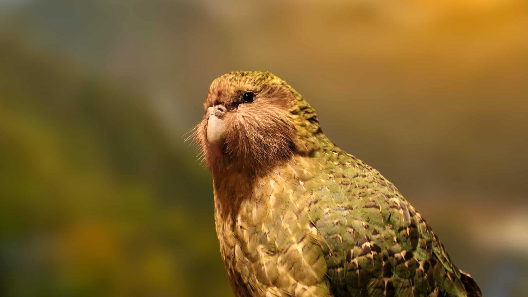 A critically endangered Kakapo, a large green flightless parrot from New Zealand, is seen in golden light, showing off its mossy feathers and expressive, whisker-like facial feathers.