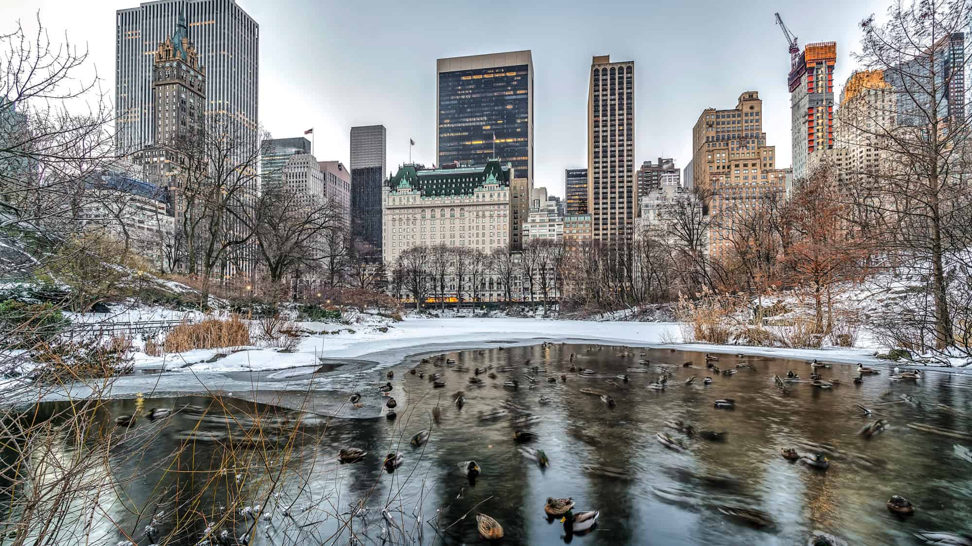 A snowy Central Park scene with ducks swimming in a partially frozen pond. The iconic Plaza Hotel and surrounding skyscrapers form a picturesque wintery backdrop.