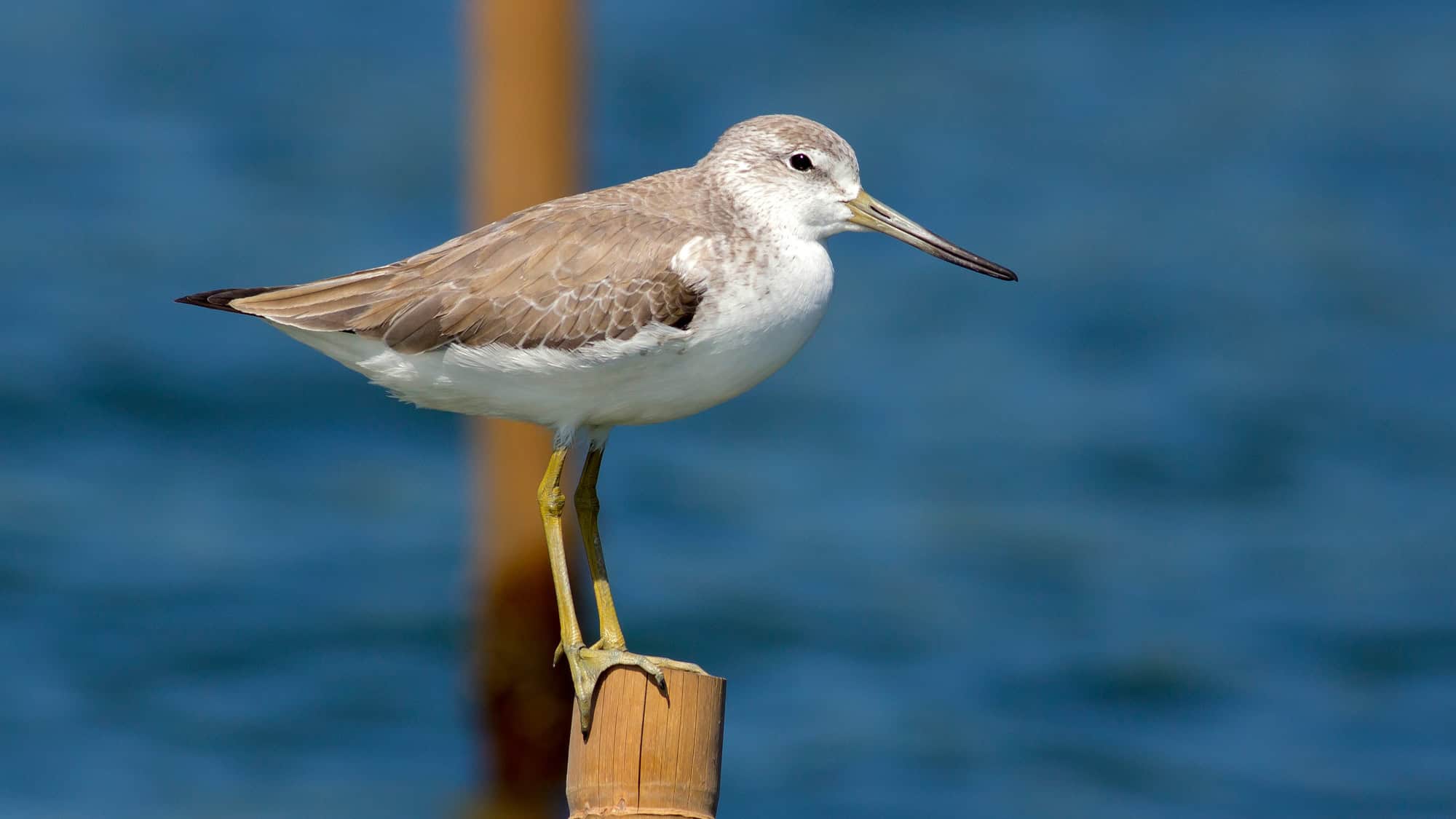 A Nordmann’s Greenshank balances on a bamboo pole, its pale plumage, slightly upturned bill, and yellow legs sharply contrasted against a blue water backdrop.