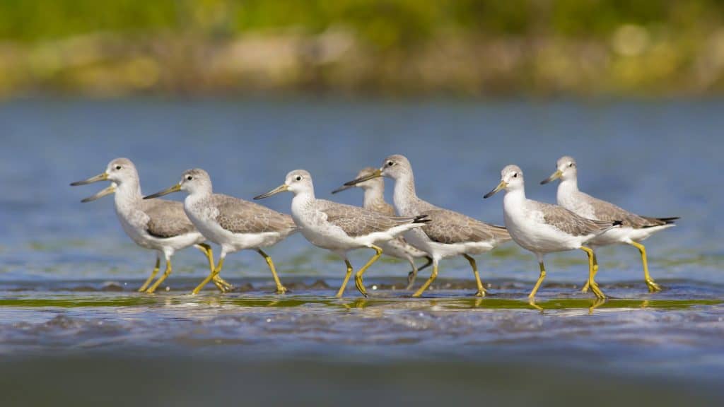 A group of Nordmann’s Greenshanks wade in shallow water in perfect unison, their long yellow legs and sleek bodies gliding through a calm wetland scene.