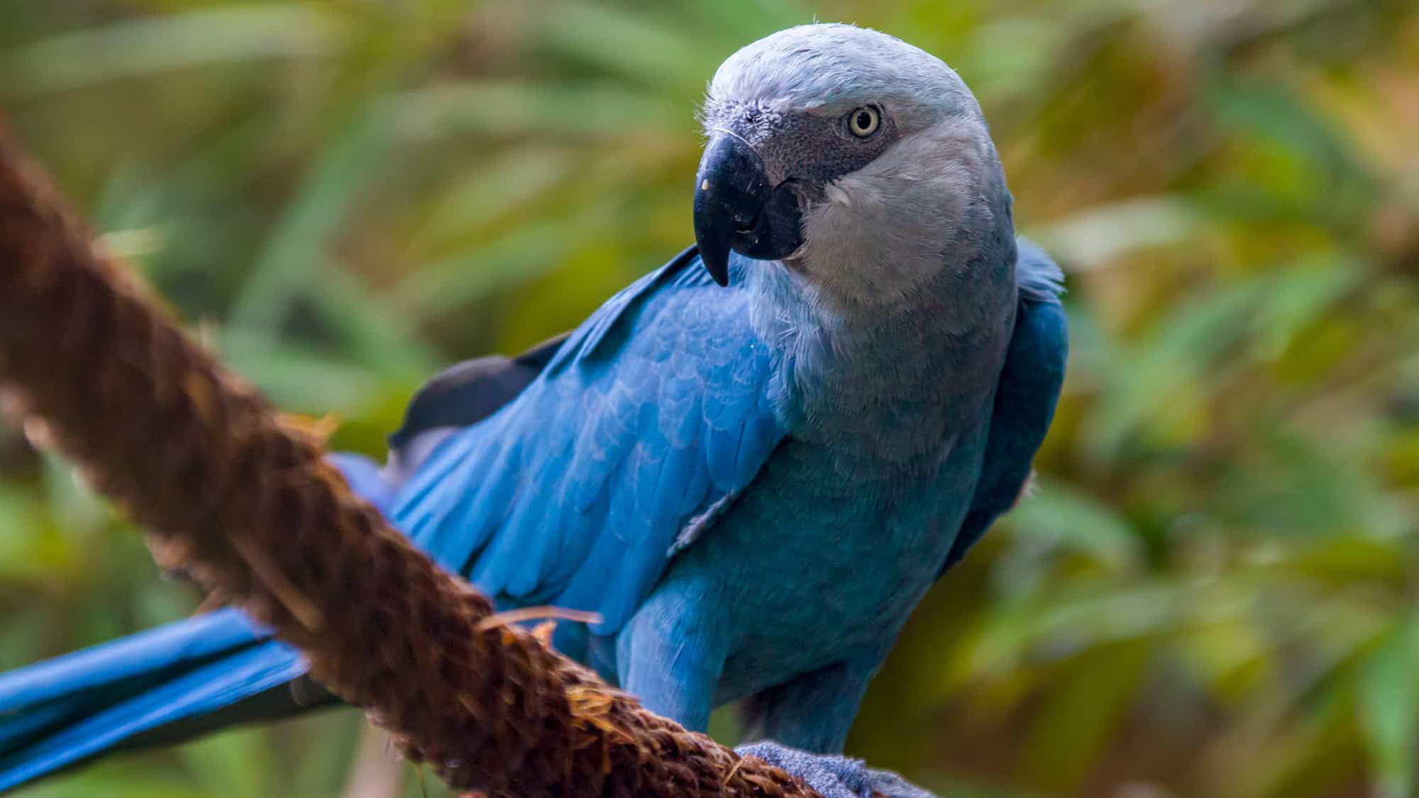 Close-up of a rare Spix’s Macaw perched on a rope-like branch, showcasing its vivid blue feathers and steely gaze against a soft-focus forest background.