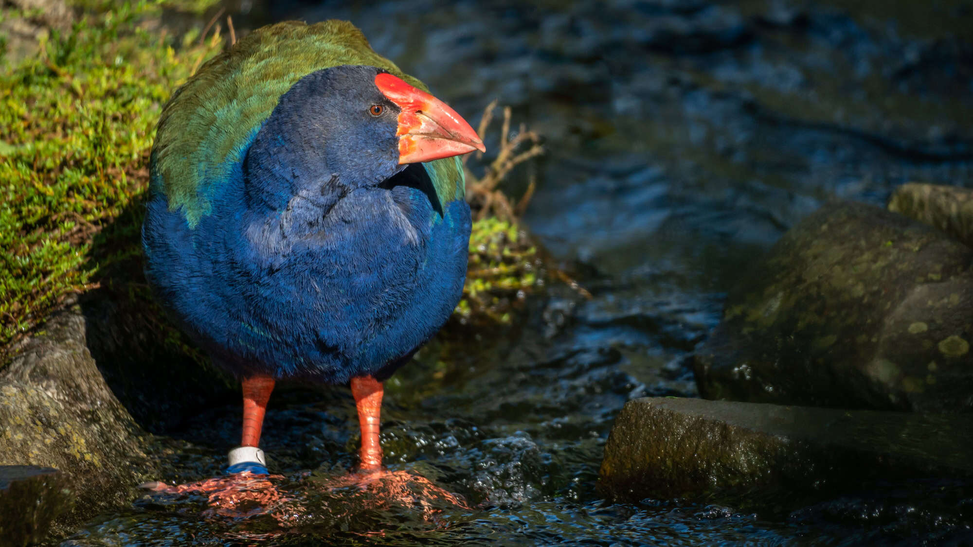 A plump, flightless Takahe with iridescent blue-green feathers and a bold red beak stands in a shallow stream, partially in sunlight with leg bands visible.