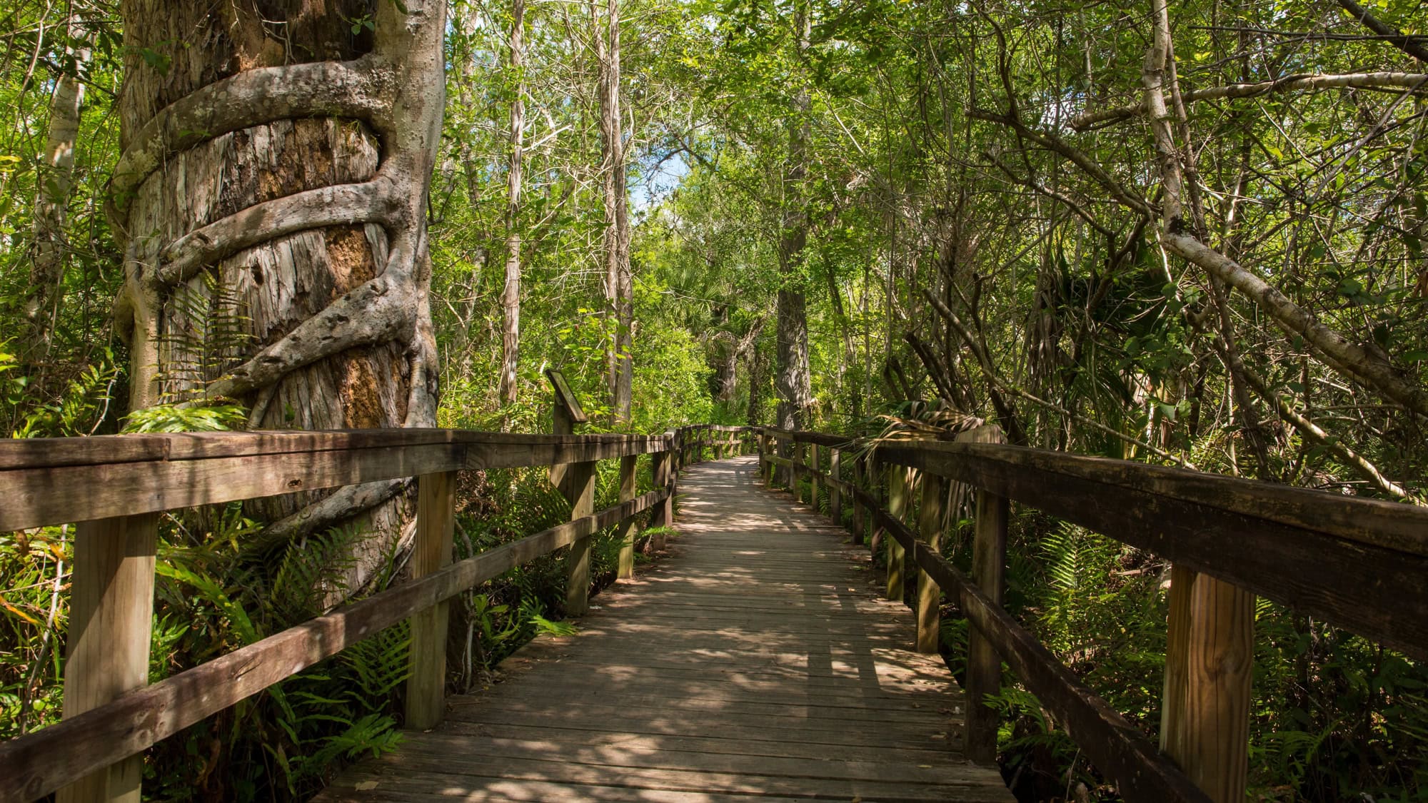 A wooden boardwalk winds through dense, tropical forest at Big Cypress National Preserve, with thick vines wrapping around massive trees and sunlight filtering through.