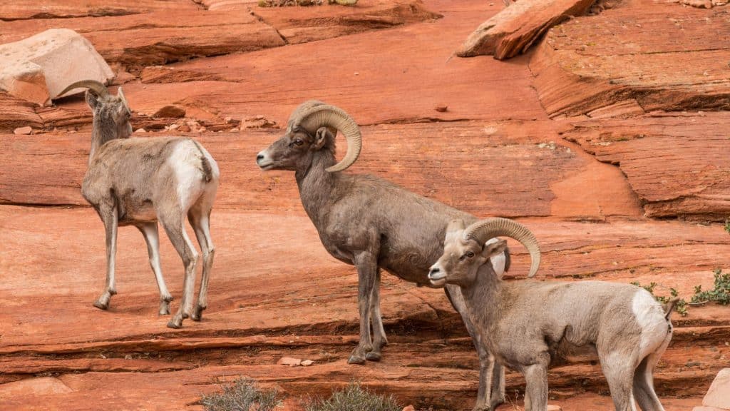 25 Incredible Animals In Arches National Park That Prove The Desert Is