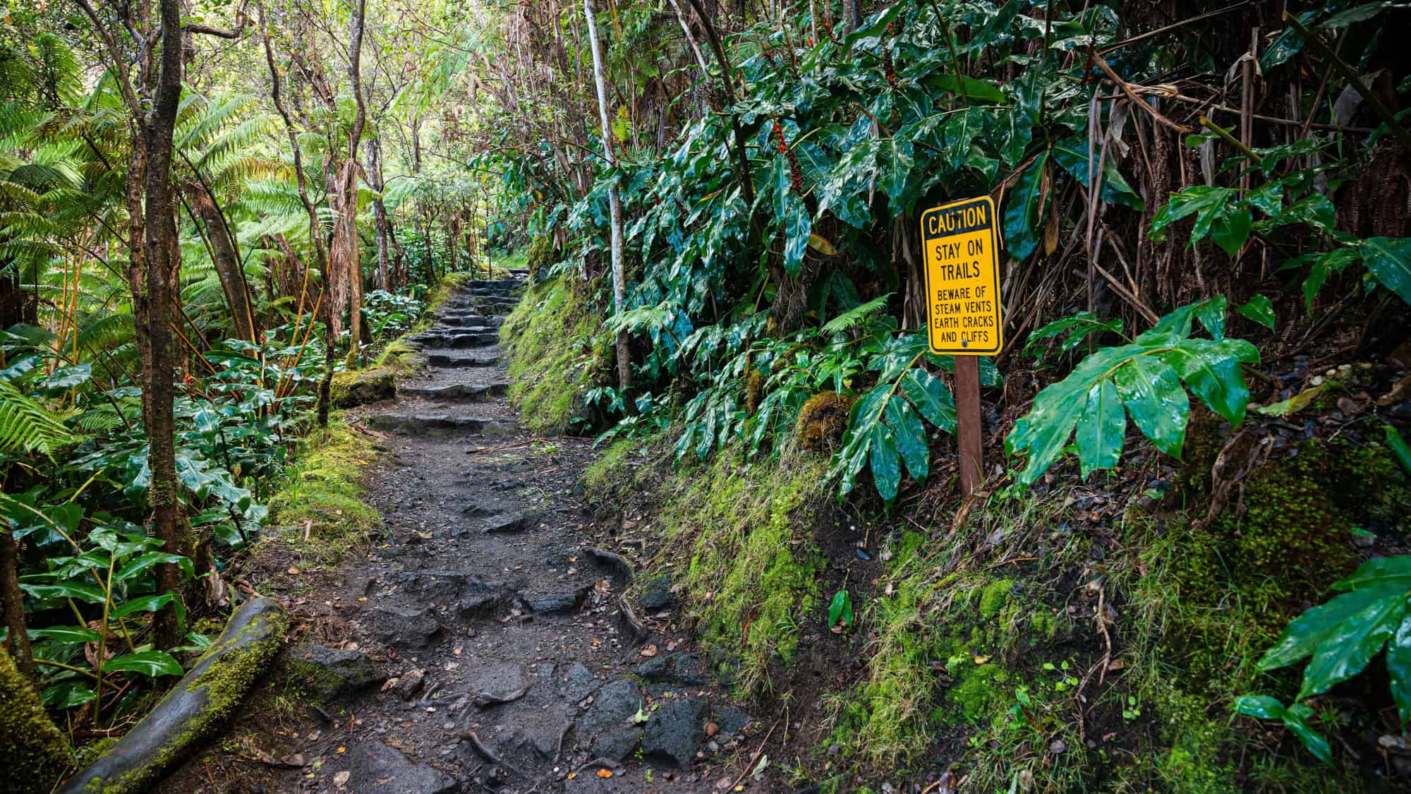 A rugged trail through vibrant, tropical rainforest in Hawai'i Volcanoes National Park, with a caution sign warning hikers to stay on the trail due to steam vents and earth cracks.
