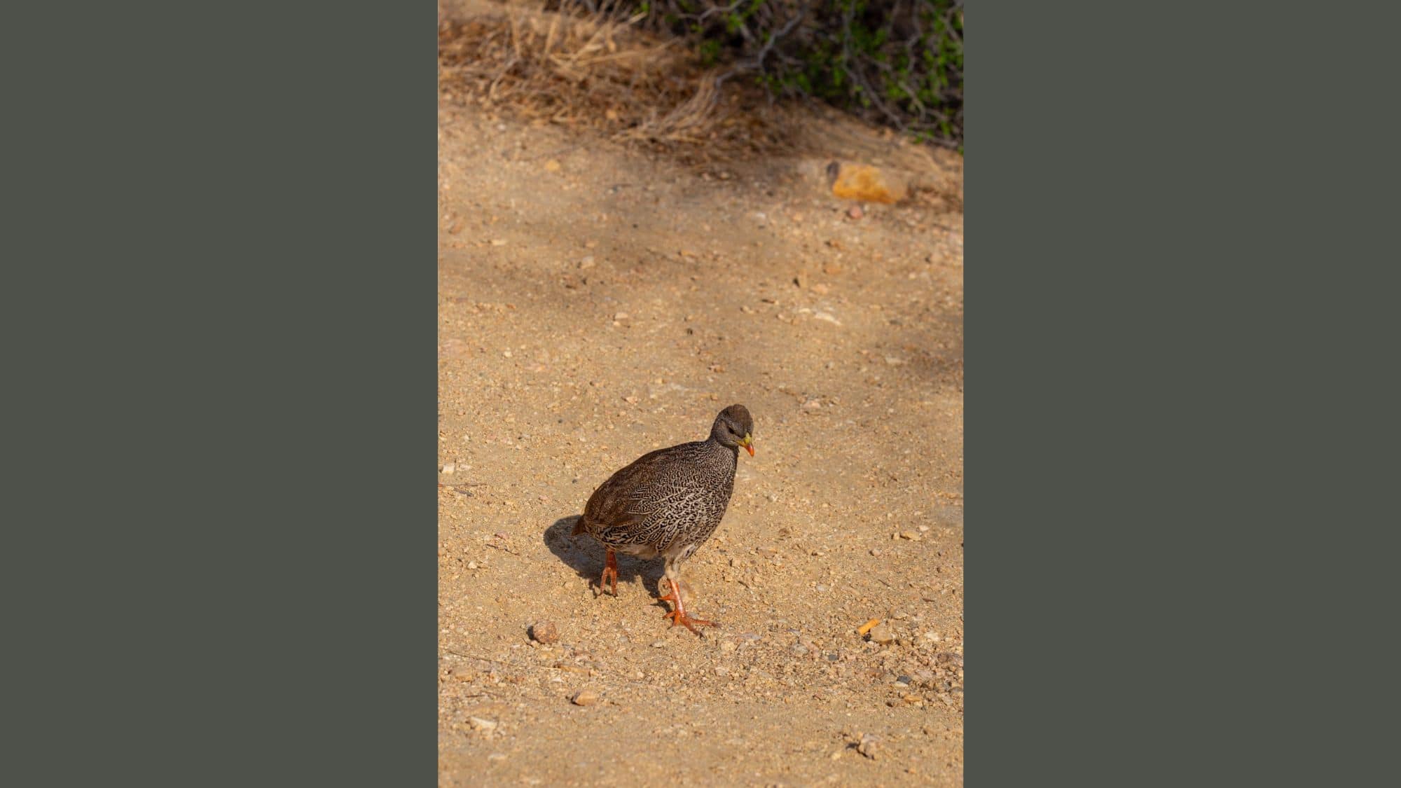 a natal spurfowl runs along the sandy ground
