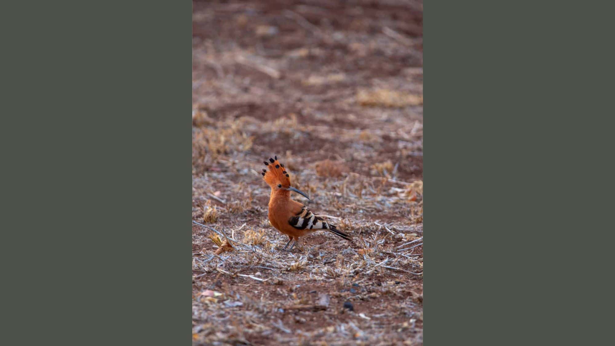 A bright orange African hoopoe sits on the ground looking for insects to eat