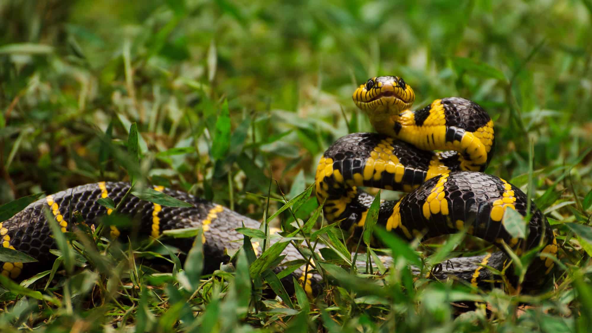A striking black and yellow banded krait coils in the grass, its head raised in a defensive posture with its glossy scales catching the light against the green vegetation.