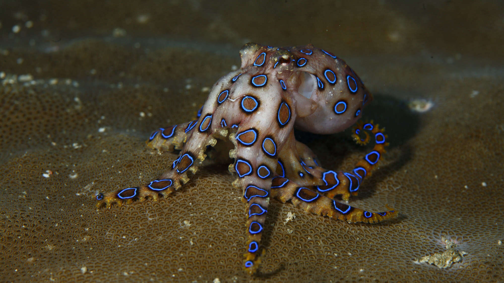 A small blue-ringed octopus displays its electric blue circles on tan skin as it crawls over textured coral, a visual warning of its potent venom.