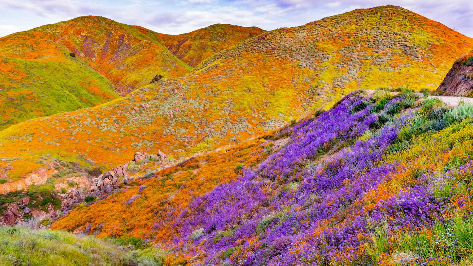 Rolling hills are blanketed in bright orange poppies and purple wildflowers, creating a vivid springtime display.