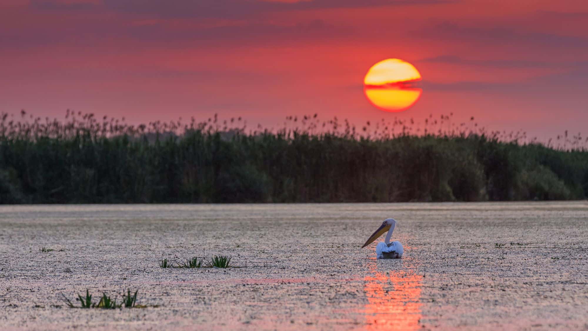 14 Birdwatching Destinations Around The World That Are Pure Magic