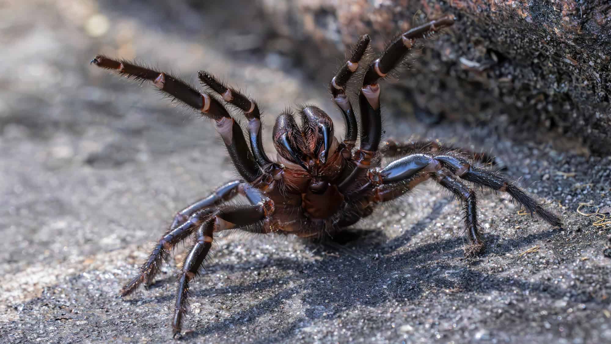 A close-up of a black funnel-web spider raising its front legs in a defensive position, showcasing its shiny fangs and hairy legs on a rocky surface.