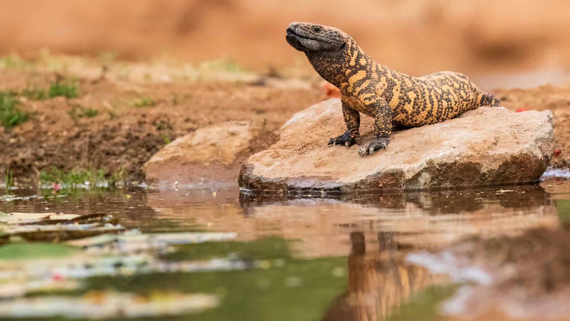 A gila monster, with its signature black and orange beaded scales, rests alertly on a rock beside a shallow pond, its stocky body and strong limbs clearly visible.