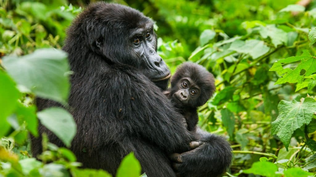 A mother gorilla cradles her wide-eyed infant in a lush green forest, both gazing intently toward the camera.