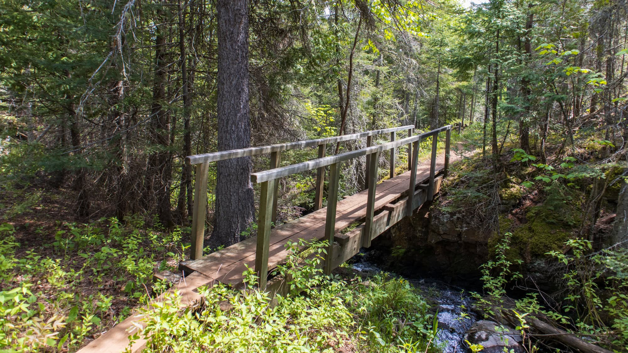 A rustic wooden footbridge crosses a small forest stream in Isle Royale National Park, framed by thick green foliage and towering evergreen trees.