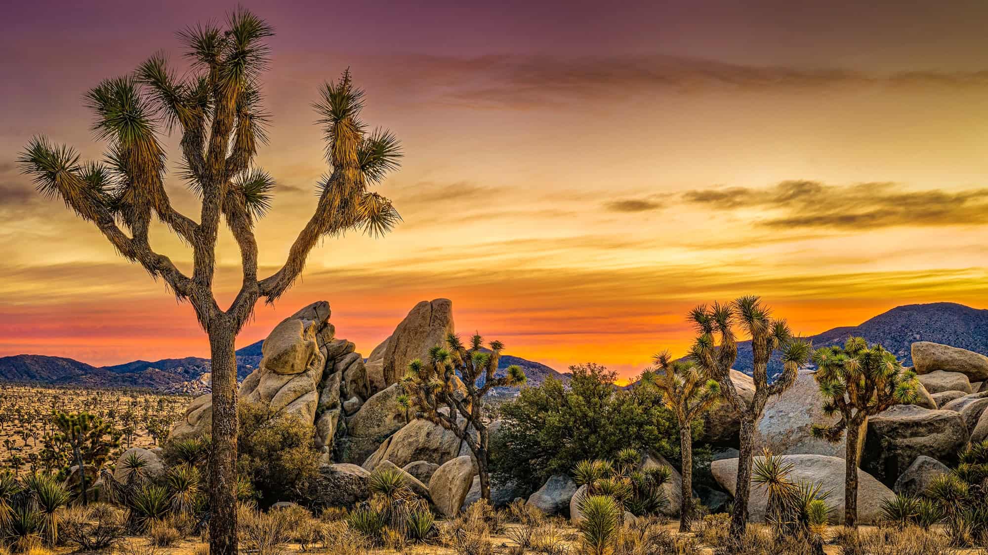 A dramatic desert landscape with spiky Joshua trees, massive rock formations, and a stunning sunset sky painted with purples, oranges, and golds.