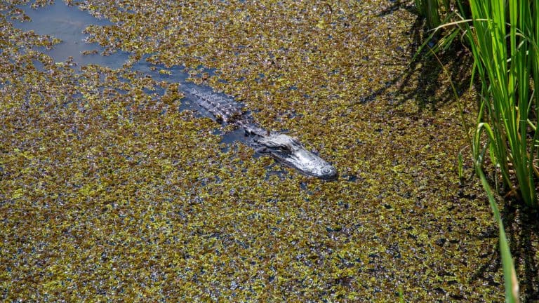 An alligator partially submerged in water covered with dense green vegetation, peeking out with only its head and upper body visible.