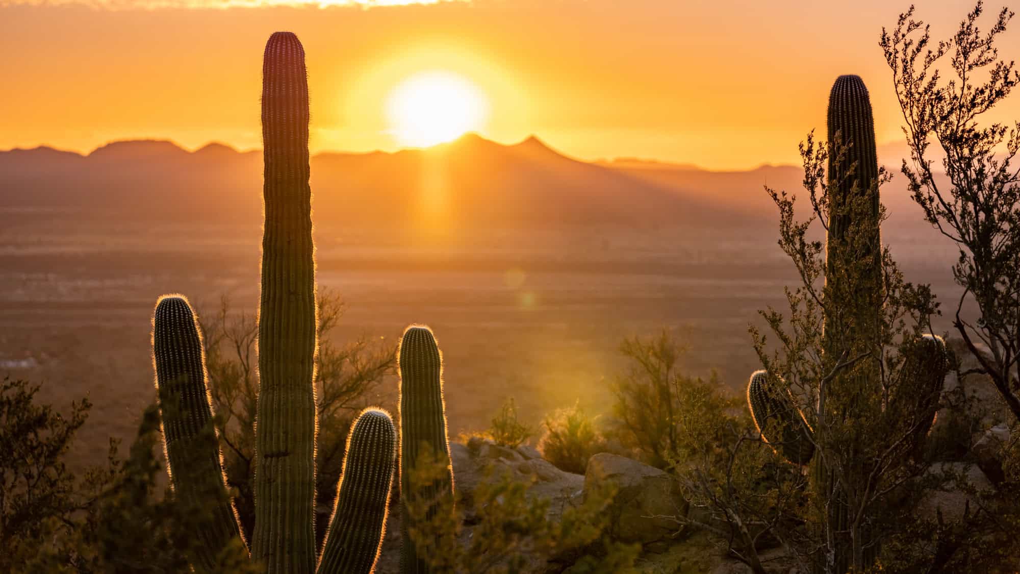 Silhouettes of saguaro cacti at sunset, with the sun casting golden hues over distant mountain ranges and illuminating the desert vegetation.