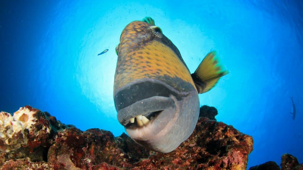 13 Scariest Underwater Monsters You Could Encounter And Why They’re the ...