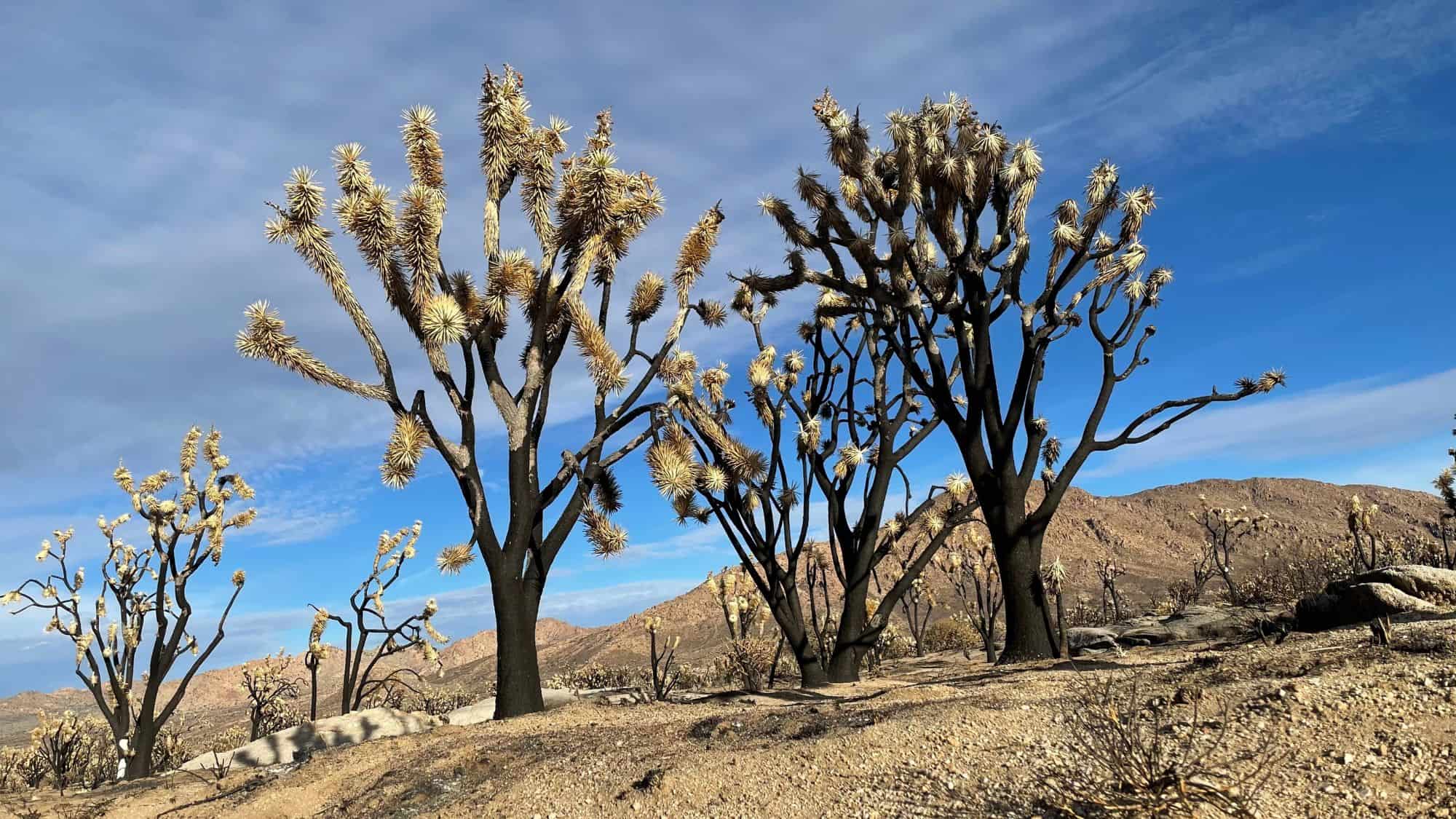 Charred Joshua trees stand under a clear blue sky, their blackened trunks a stark contrast to the desert environment affected by the Dome Fire.