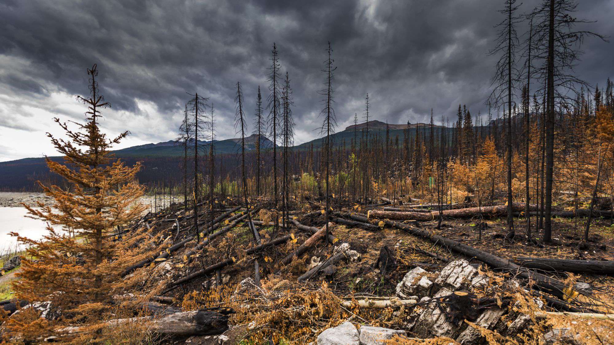 A charred forest in Jasper National Park shows scorched trees and fallen trunks under a moody, overcast sky, illustrating the aftermath of a wildfire.